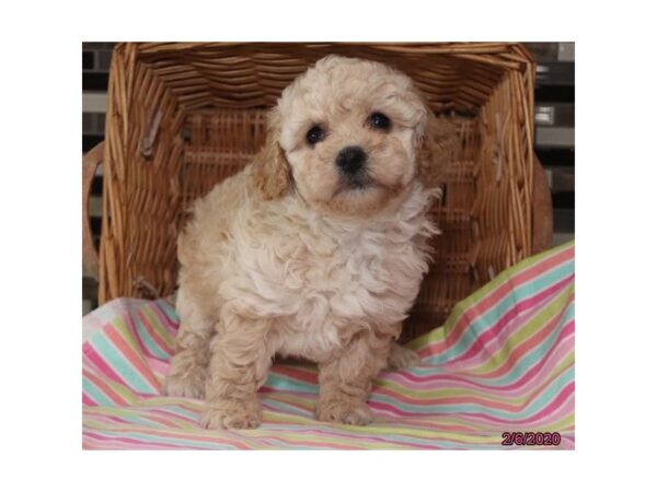 Poodle DOG Female Apricot 8247 Petland Rome, Georgia