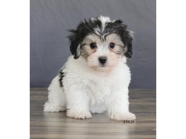 Coton De Tulear-DOG-Male-Black / White-8248-Petland Rome, Georgia