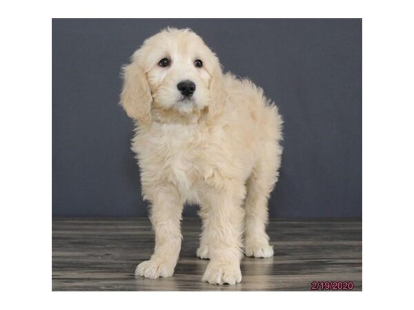 Goldendoodle 2nd Gen DOG Male Cream 8250 Petland Rome, Georgia