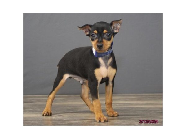 Miniature Pinscher DOG Male Black / Tan 8253 Petland Rome, Georgia