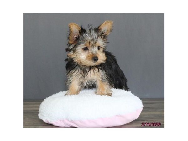 Yorkshire Terrier DOG Female Black / Tan 18645 Petland Rome, Georgia