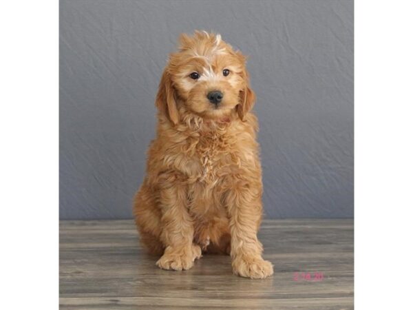 Goldendoodle DOG Female Red 18627 Petland Rome, Georgia