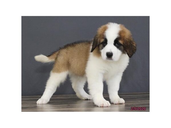 Saint Bernard DOG Female Mahogany / White 18620 Petland Rome, Georgia