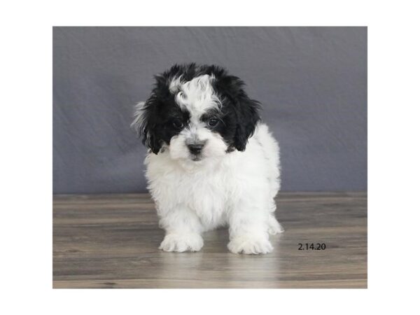 Shih Tzu/Bichon DOG Male Black / White 8255 Petland Rome, Georgia