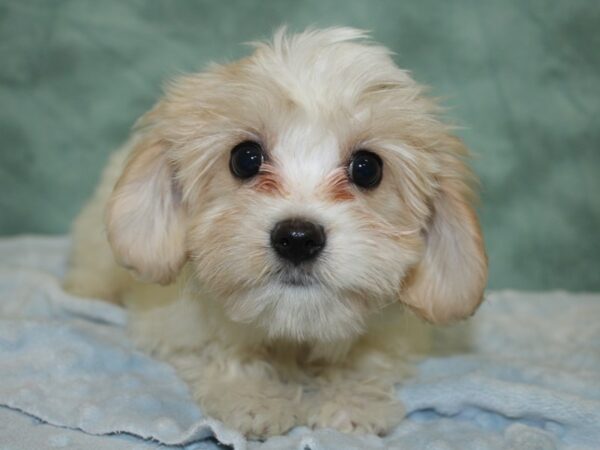 Cavachon DOG Female White 18624 Petland Rome, Georgia