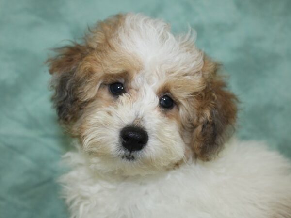 Poodle DOG Male Sable / White 18618 Petland Rome, Georgia