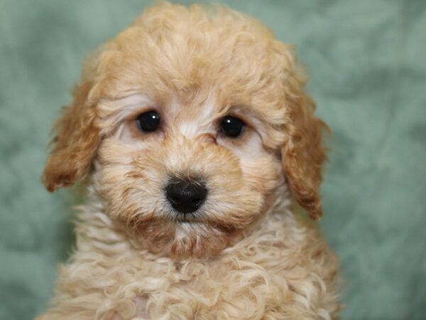 Poodle DOG Female Apricot 18619 Petland Rome, Georgia