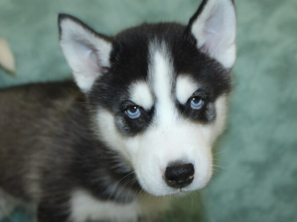 Siberian Husky DOG Male Black / White 18621 Petland Rome, Georgia