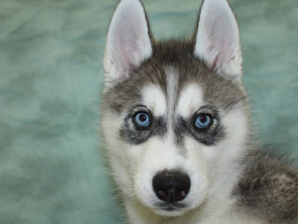 Siberian Husky DOG Female Gray / White 18622 Petland Rome, Georgia