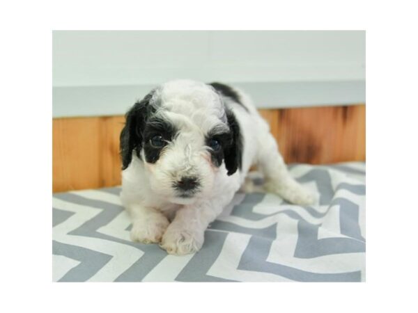 Cock A Poo 2nd Gen DOG Male Black / White 18652 Petland Rome, Georgia