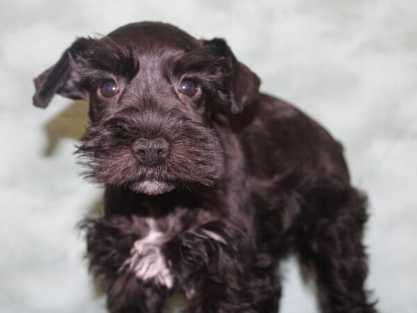 Miniature Schnauzer DOG Male BLK 18638 Petland Rome, Georgia