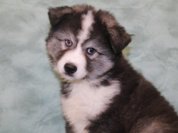 Huskimo-DOG-Male-BLK WHT-18632-Petland Rome, Georgia