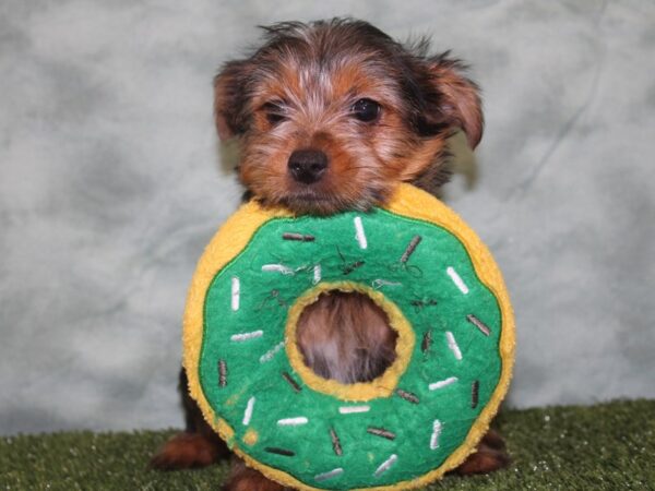 Yorkie Chon DOG Female BLK TAN 18644 Petland Rome, Georgia