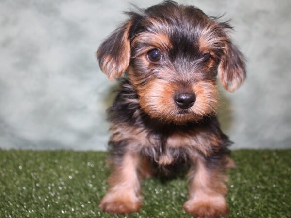 Yorkshire Terrier DOG Male BLK TAN 18636 Petland Rome, Georgia