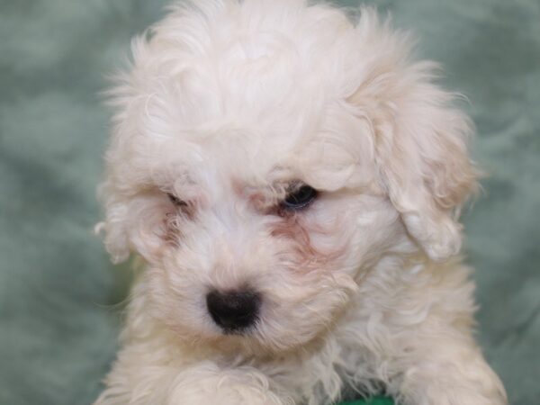 Bichon Frise DOG Male White 18634 Petland Rome, Georgia