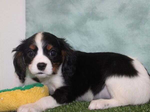 Mini Bernese-DOG-Female-Tri-18629-Petland Rome, Georgia