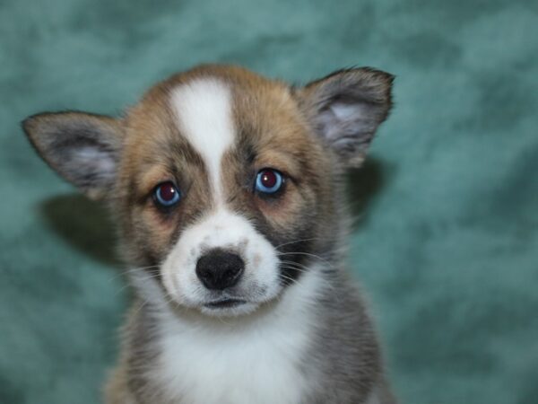 Pomsky DOG Female BLK WHT 18630 Petland Rome, Georgia