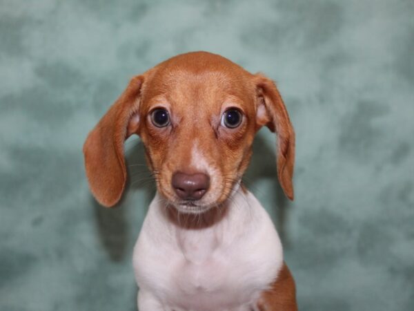 Dachshund DOG Female RED 8246 Petland Rome, Georgia