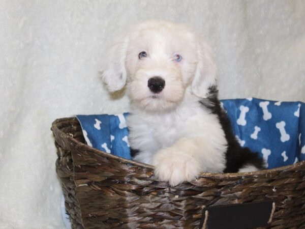 Old English Sheepdog DOG Female Black White 8233 Petland Rome, Georgia