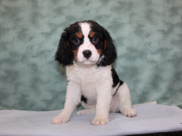 Mini Bernese DOG Female Tri 8262 Petland Rome, Georgia