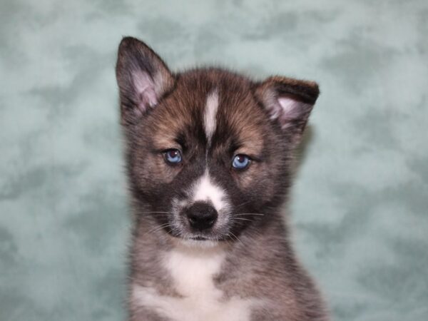 Pomsky DOG Male BLK WHT 8261 Petland Rome, Georgia