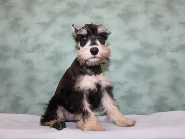 Miniature Schnauzer DOG Female SALT PEPPER 8257 Petland Rome, Georgia