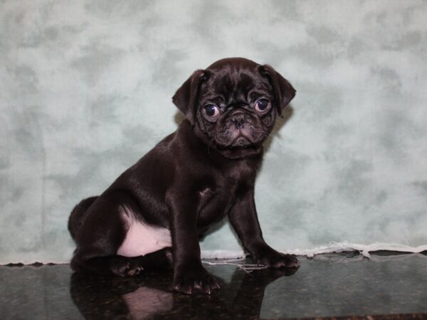 Pug DOG Female BLK 8273 Petland Rome, Georgia