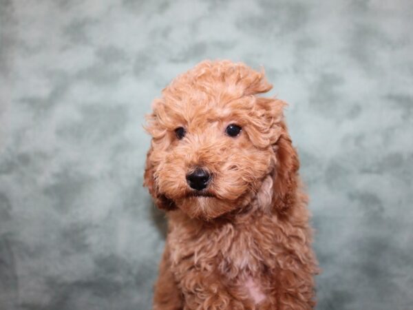 Poodle Toy-DOG-Male-Apricot-8267-Petland Rome, Georgia