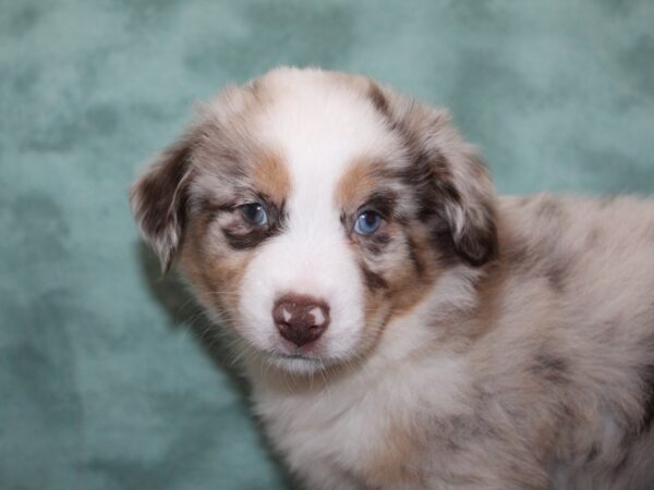 Miniature Australian Shepherd DOG Male RED MERLE 8268 Petland Rome, Georgia