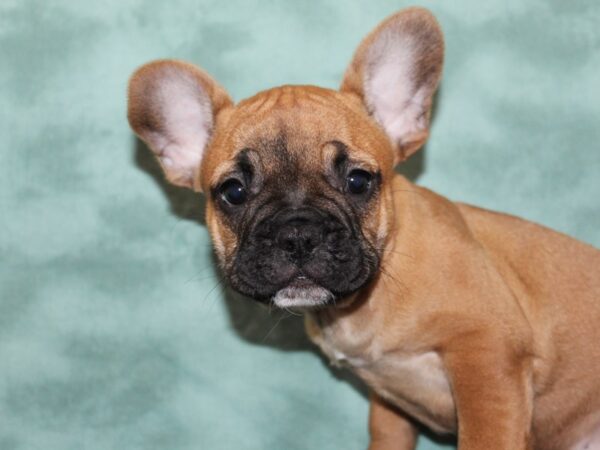 French Bulldog DOG Male Fawn 8266 Petland Rome, Georgia