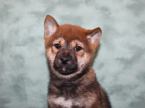 Shiba Inu DOG Female Red 8265 Petland Rome, Georgia