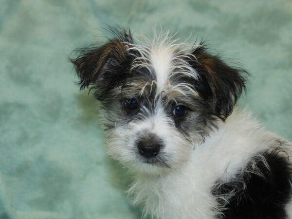 Morkie DOG Male PARTI 18656 Petland Rome, Georgia