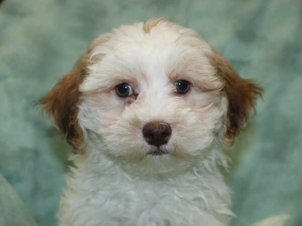 Teddy Bear DOG Male brown white 18660 Petland Rome, Georgia