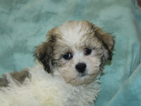 Teddy Bear DOG Female Brown White 18658 Petland Rome, Georgia