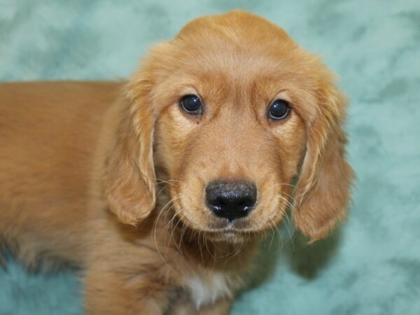 Golden Retriever DOG Male Golden 18653 Petland Rome, Georgia