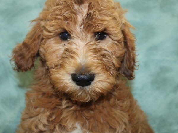 Goldendoodle 2nd Gen-DOG-Female-Apricot-18651-Petland Rome, Georgia