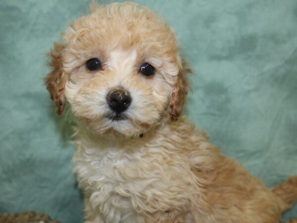 Poodle DOG Female Apricot 18665 Petland Rome, Georgia