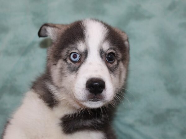 Huskimo DOG Male BLK WHT 8260 Petland Rome, Georgia