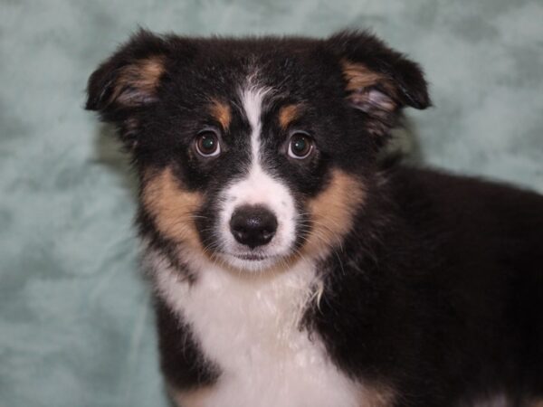 Miniature American Shepherd-DOG-Female-Black-8235-Petland Rome, Georgia