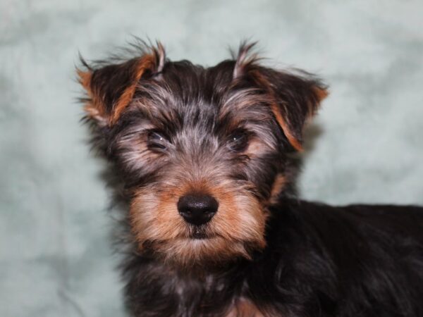 Yorkshire Terrier DOG Male BLK TAN 8258 Petland Rome, Georgia