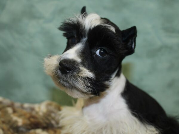 Miniature Schnauzer DOG Female BLK WHITE 8286 Petland Rome, Georgia