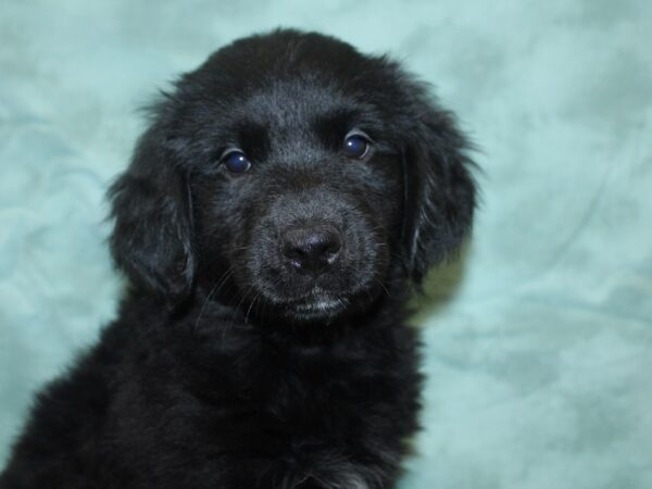 Goldendoodle DOG Female Black 8285 Petland Rome, Georgia