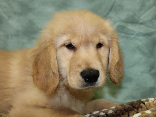 Golden Retriever DOG Male Cream 8284 Petland Rome, Georgia