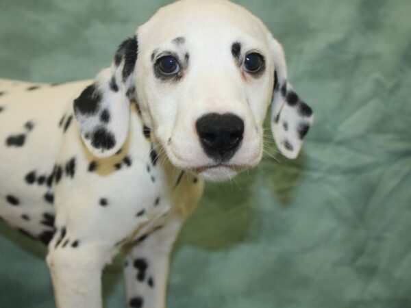 Dalmatian-DOG-Female-White / Black-8283-Petland Rome, Georgia