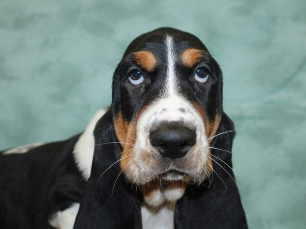 Basset Hound DOG Male Tri-Colored 8278 Petland Rome, Georgia