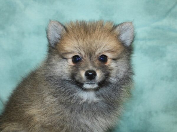 Pomeranian DOG Male Red Sable 8277 Petland Rome, Georgia