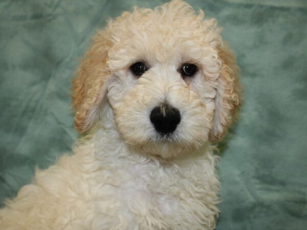 Goldendoodle 2nd Gen-DOG-Male-Cream-8276-Petland Rome, Georgia