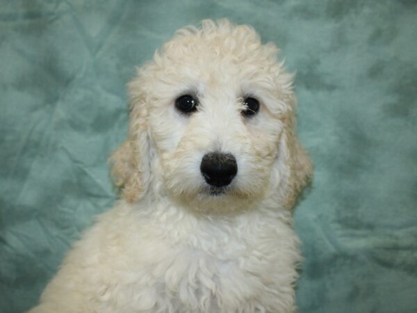 Goldendoodle 2nd Gen DOG Female Cream 8275 Petland Rome, Georgia