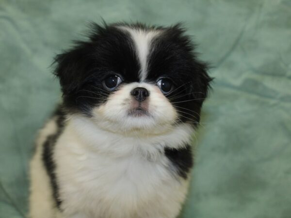 Japanese Chin-DOG-Female-Black / White-8274-Petland Rome, Georgia