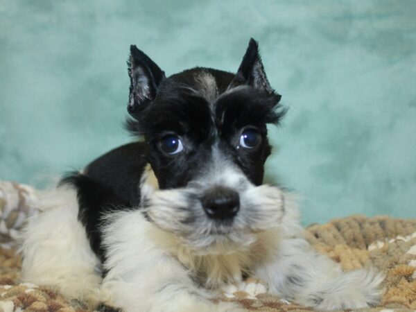 Miniature Schnauzer DOG Female BLK WHITE 18672 Petland Rome, Georgia